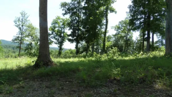 a view of a lush green forest