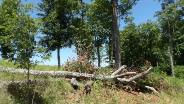 a view of a lush green forest
