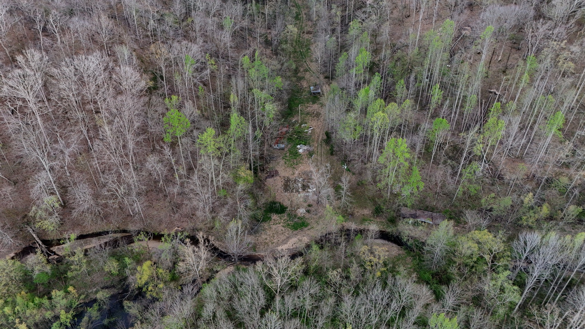 1755 Williams Road Centerville, TN 37033 - Photo 3 of 24 a view of a forest with a tree