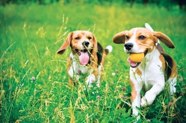 a close up of a white flower in a garden