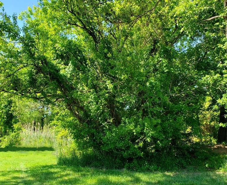 Lot 67 Deep Hole Road, Unit 67 Chincoteague Island, VA 23336 - Photo 1 of 1