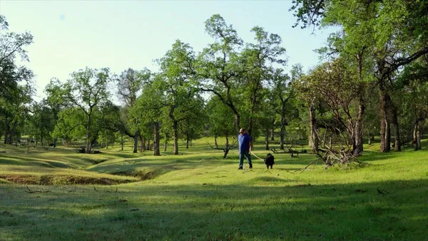 a ground with lots of trees and plants
