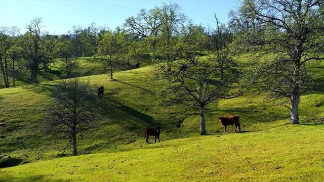 a view of an outdoor space and yard