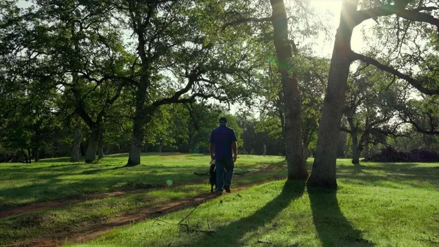 a view of a park with trees