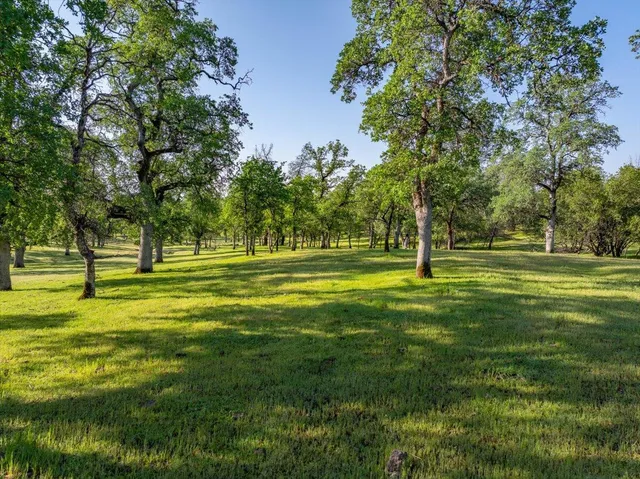 a garden view with tall trees