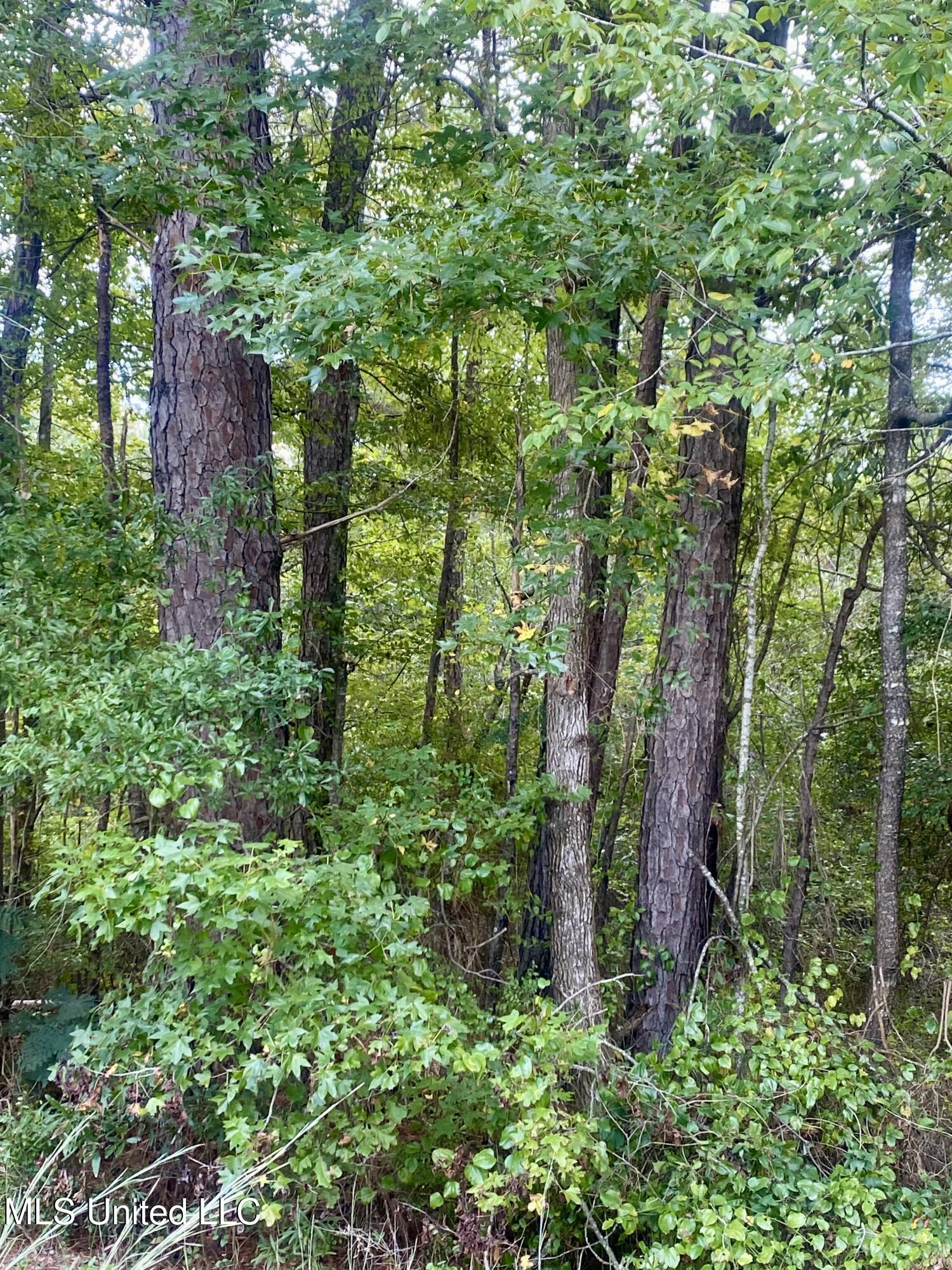 0 Highway 43 Oak Vale, MS 39656 - Photo 2 of 4 IMG_5924