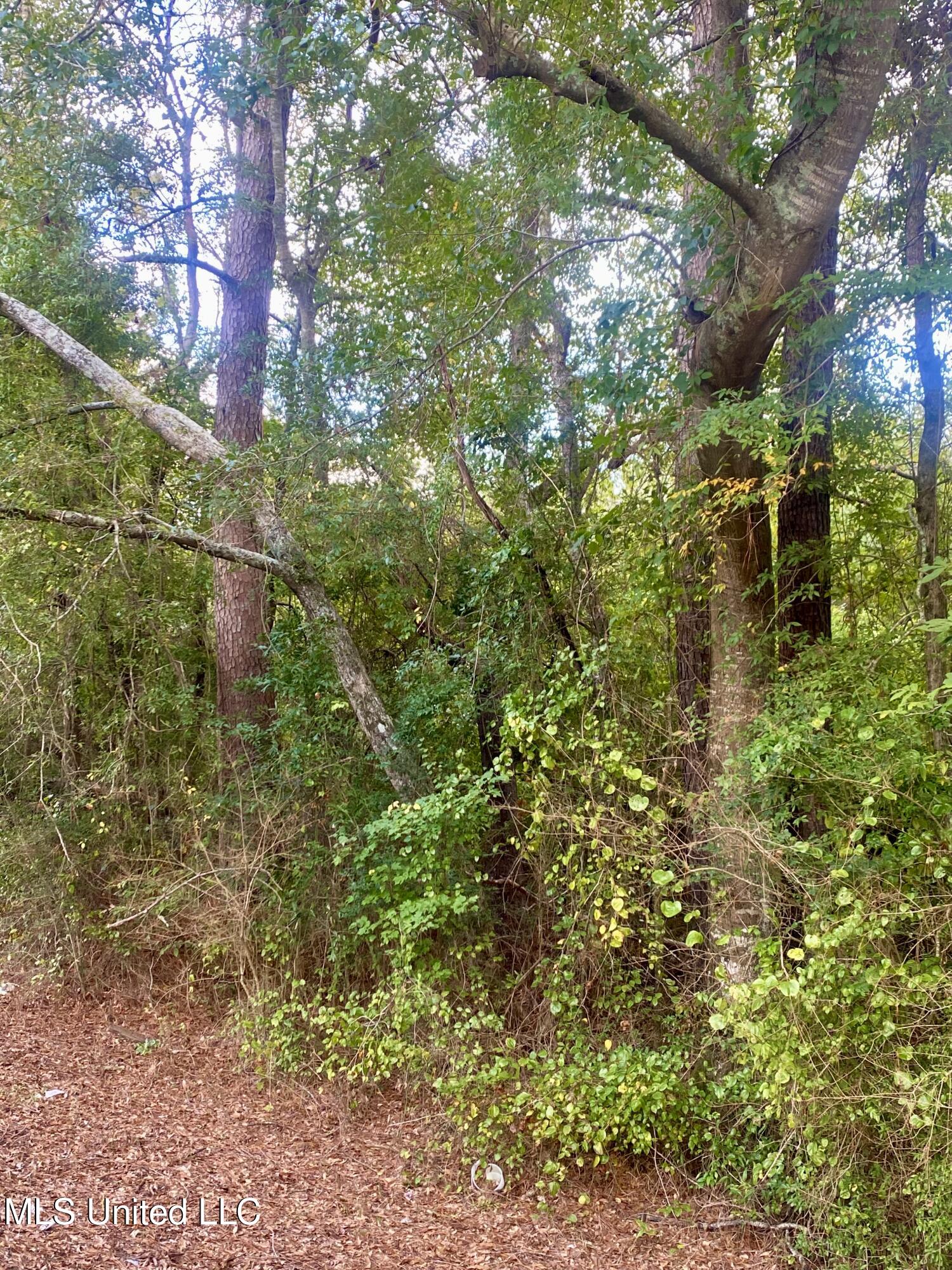 0 Highway 43 Oak Vale, MS 39656 - Photo 4 of 4 IMG_5926