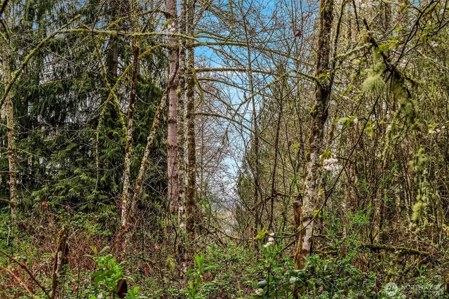 a view of a yard with large trees