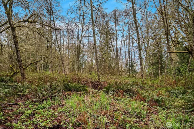 a view of a yard with a tree