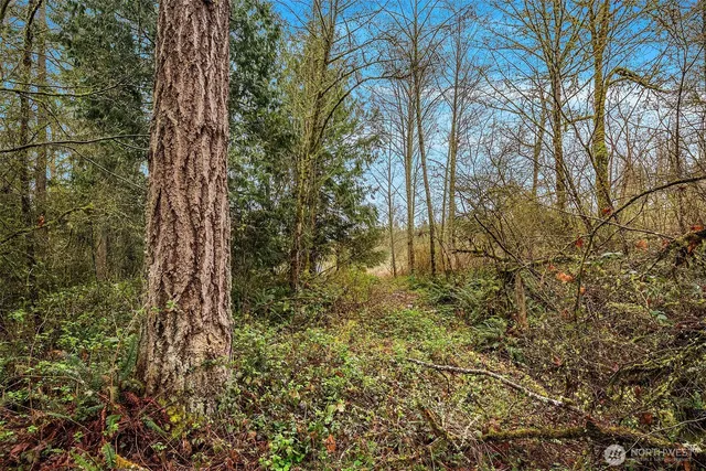 a view of a pathway with a tree