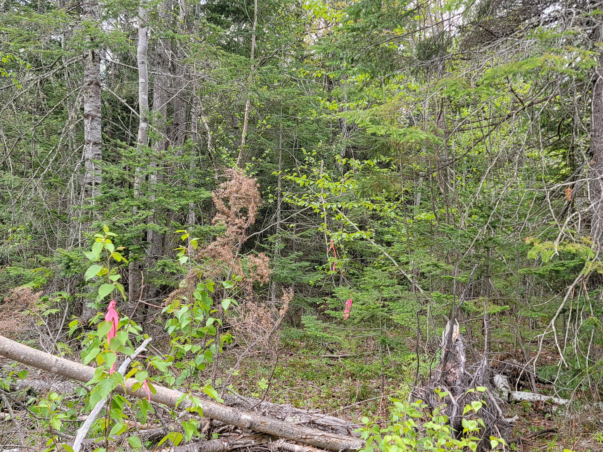 Tbd Tbd Cobb Cove Road Lincoln, ME 04457 - Photo 6 of 14 20230515_125359