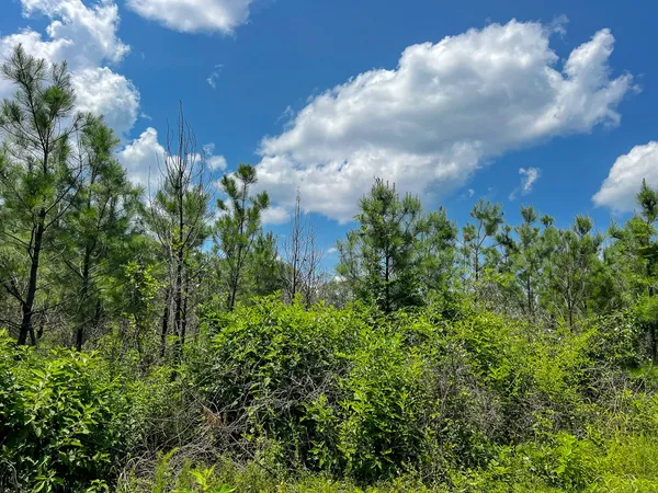 $81,588 | 1 Coussons Drive, Hemphill, TX 75948