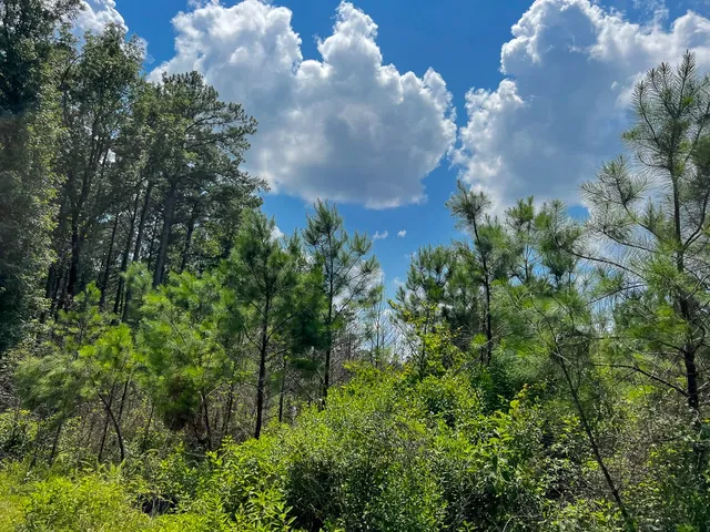 $87,000 | 1 Coussons Drive, Hemphill, TX 75948