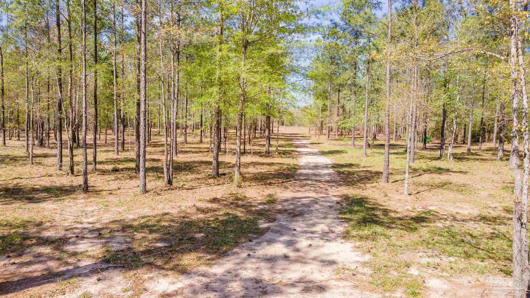 2383 Bud Diamond Road Jay, FL 32565 - Photo 40 of 50 a view of yard with trees