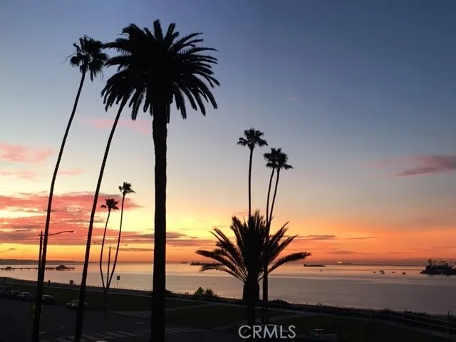 a view of palm trees