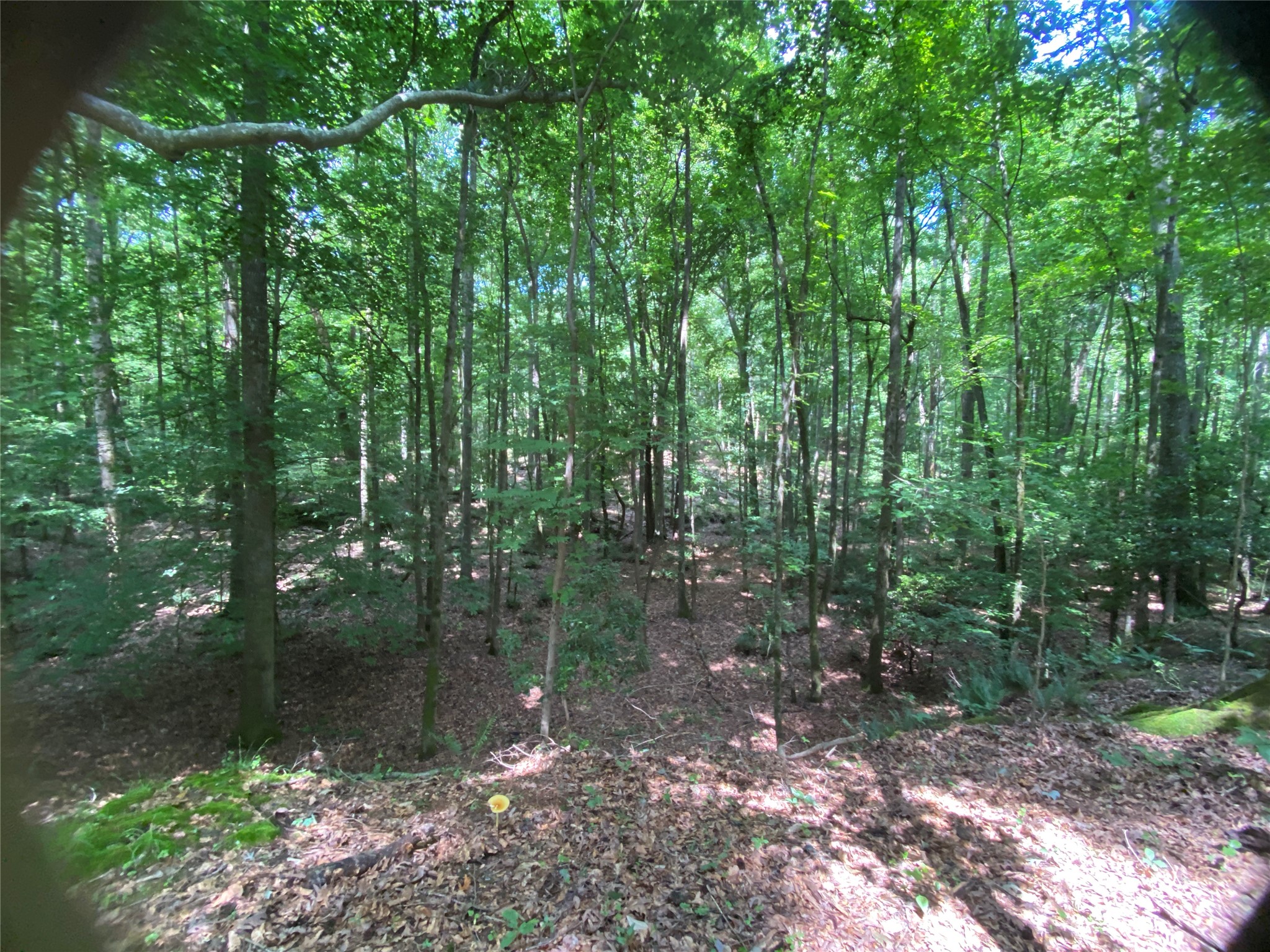 2983 Mallorysville Road Tignall, GA 30668 - Photo 44 of 47