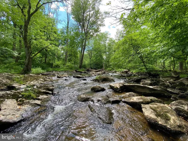 a view of a forest with lots of trees