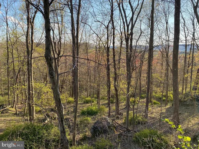 a backyard of a house with lots of trees and plants