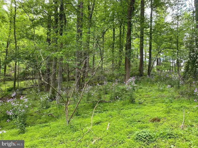 a view of a lush green forest