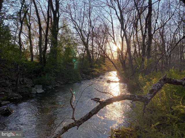 a view of a forest with trees