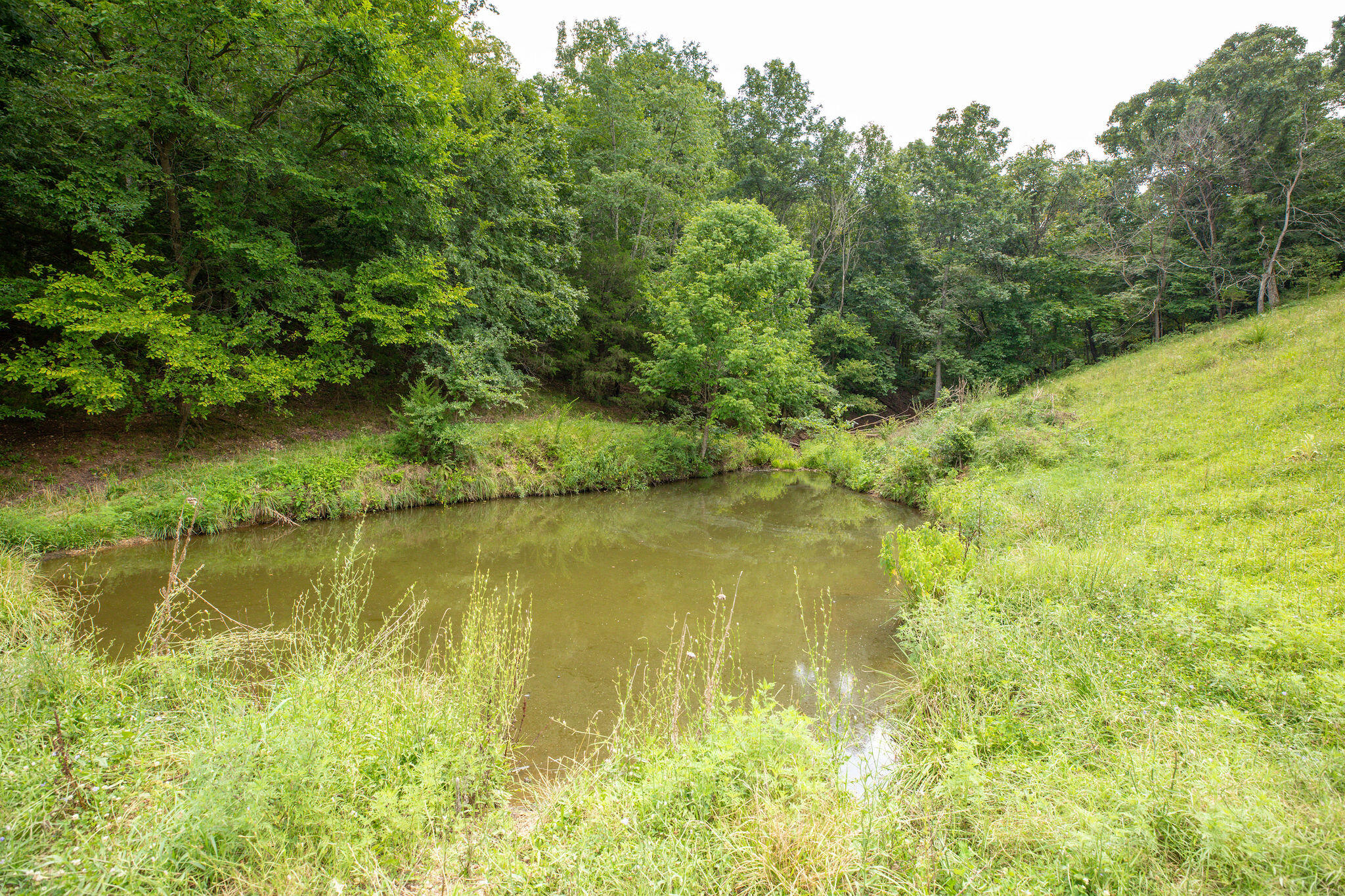 Tbd Dewdrop Road Blue Eye, MO 65611 - Photo 11 of 51 390 Acres on DewDrop, Blue Eye, MO