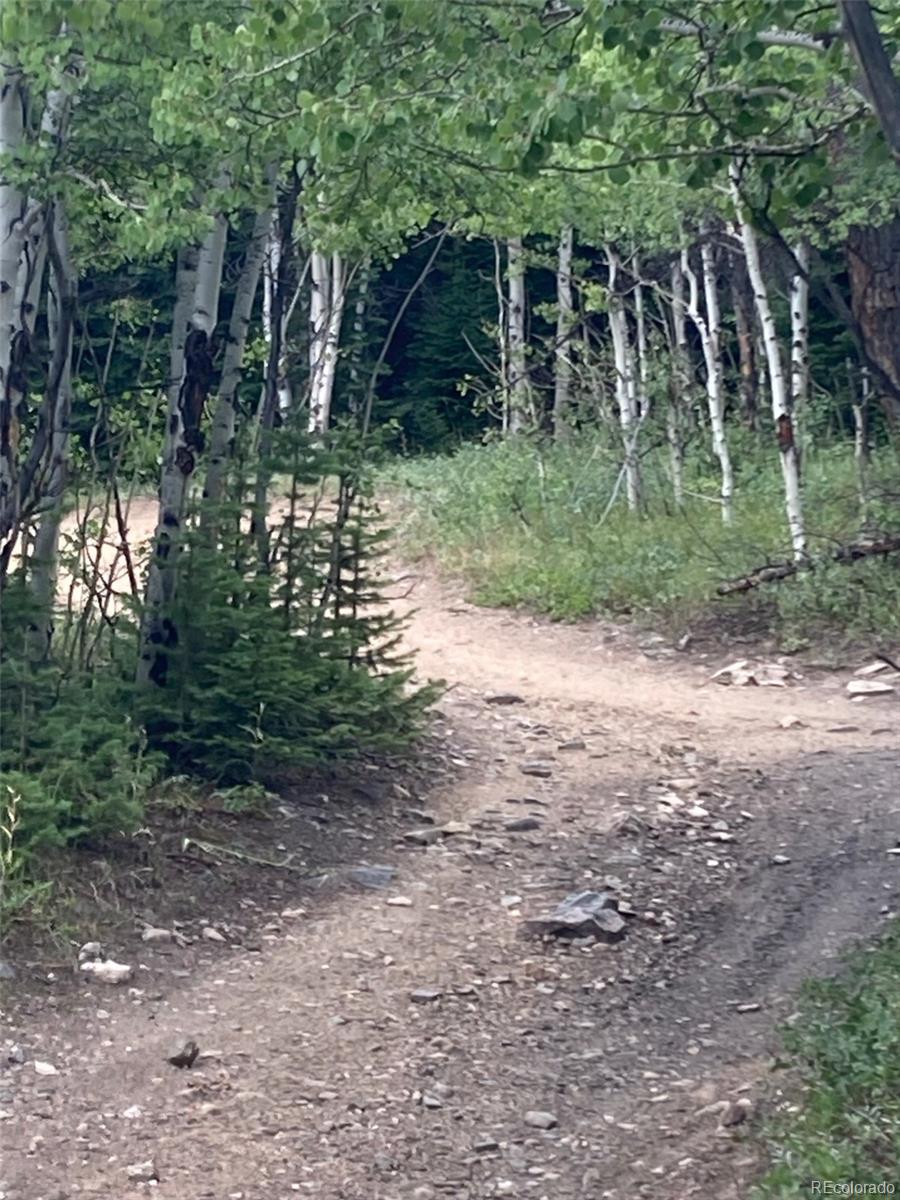 105.1 Forest Service Camp Road Rollinsville, CO 80474 - Photo 8 of 24 a backyard of a house with lots of green space
