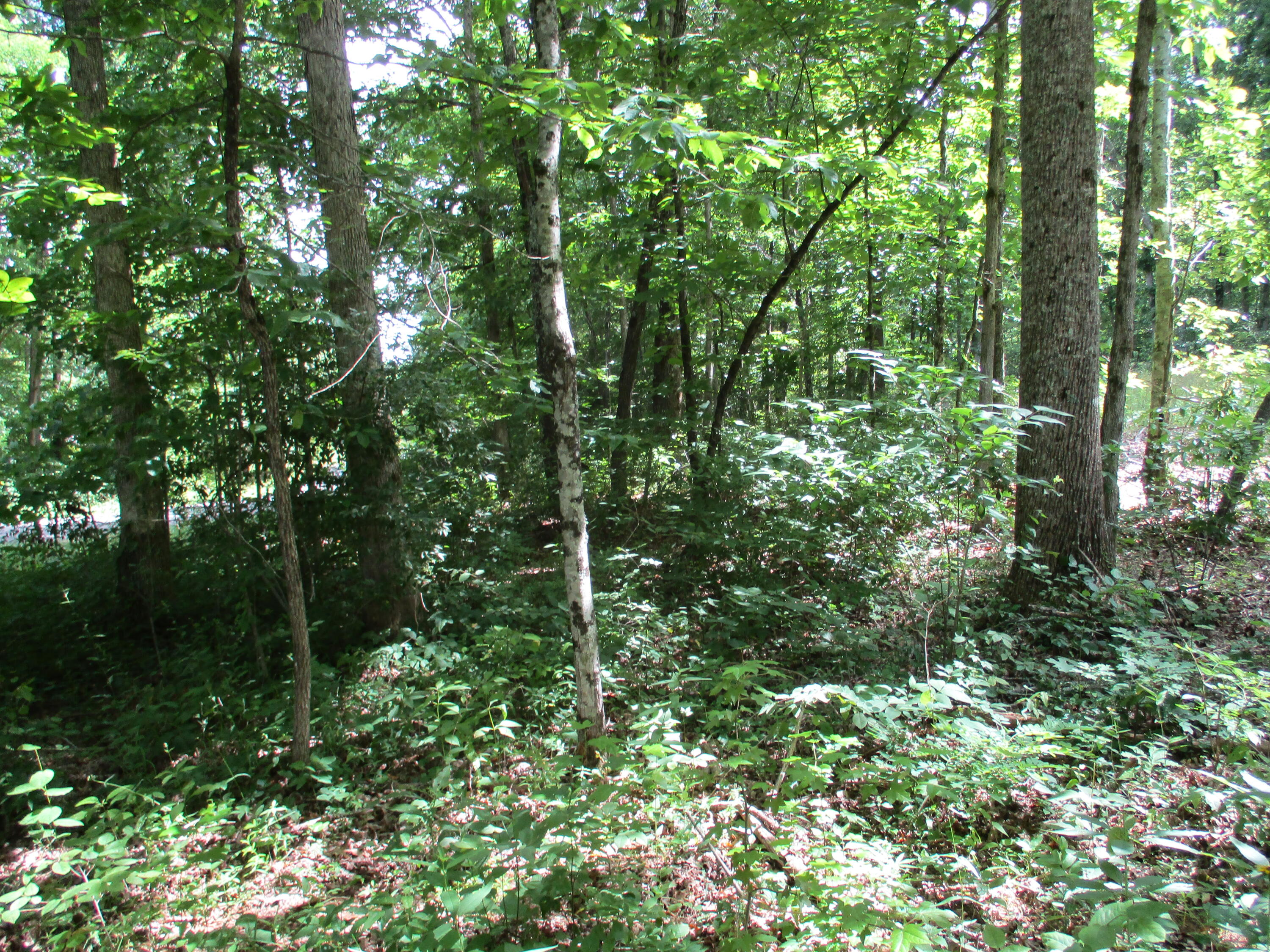 0 Rigsby Toll Road, Unit 102 Pikeville, TN 37367 - Photo 1 of 7 IMG_0804