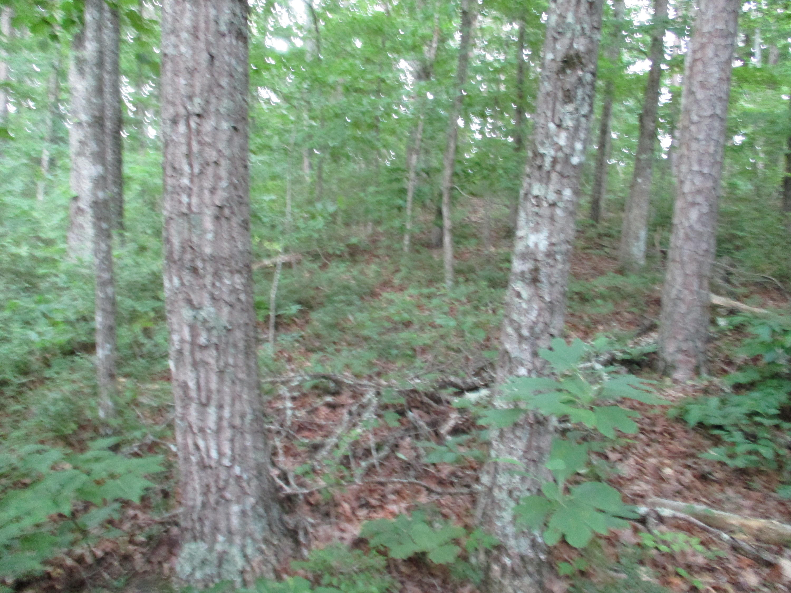 0 Rigsby Toll Road, Unit 102 Pikeville, TN 37367 - Photo 4 of 7 IMG_0837