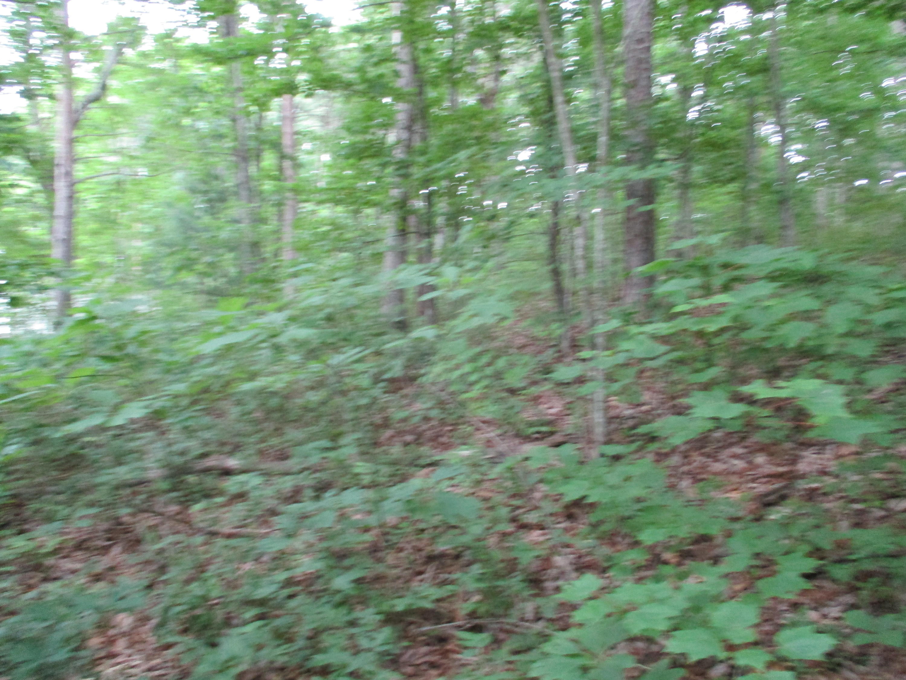 0 Rigsby Toll Road, Unit 102 Pikeville, TN 37367 - Photo 5 of 7 IMG_0839