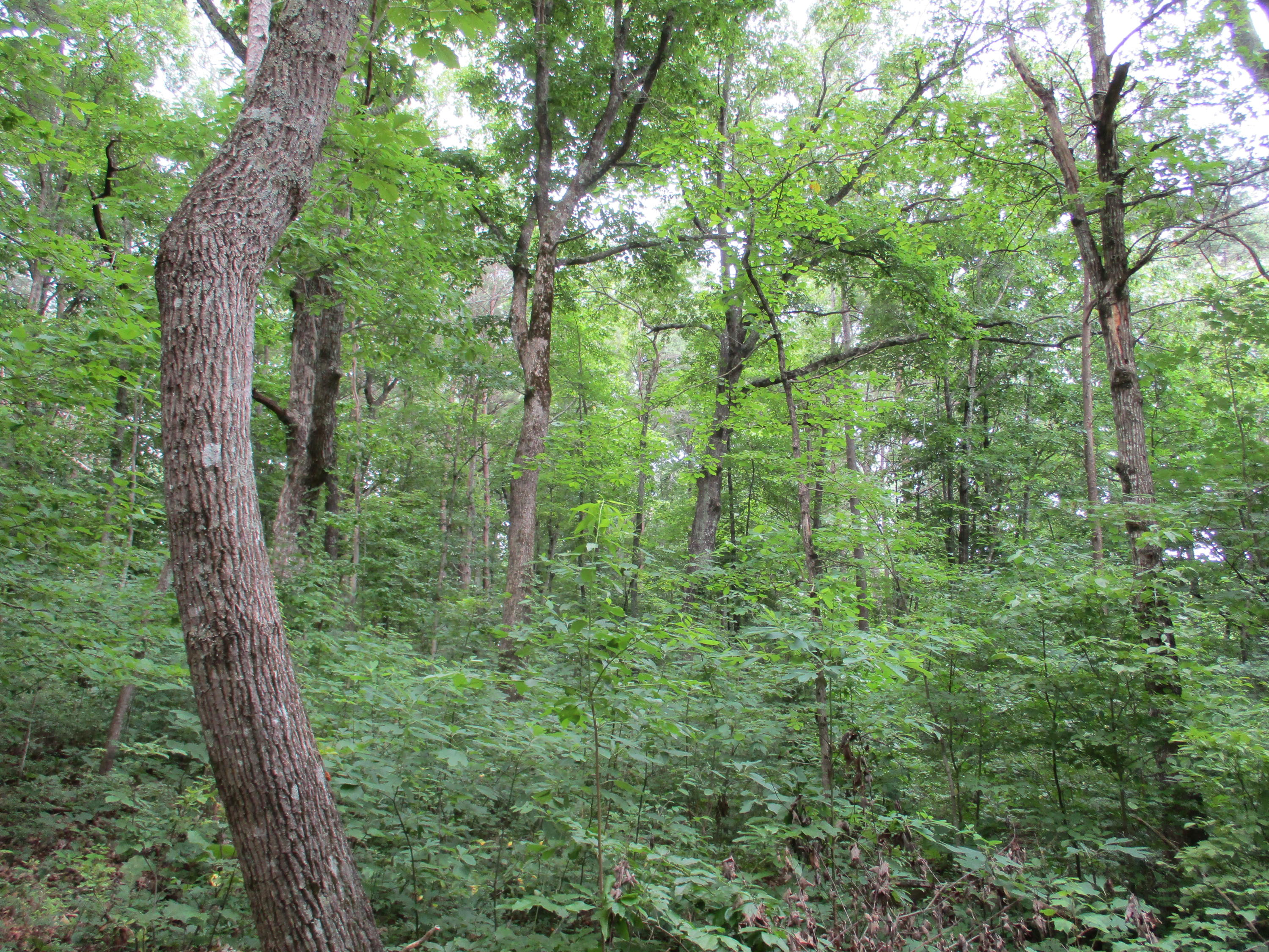 0 Rigsby Toll Road, Unit 102 Pikeville, TN 37367 - Photo 6 of 7 IMG_0847