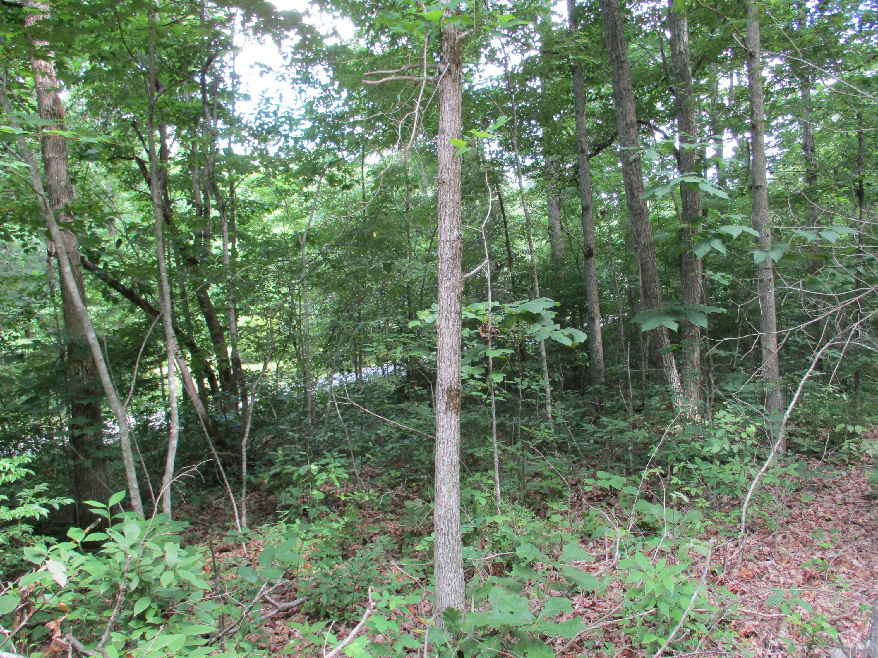 0 Rigsby Toll Road, Unit 102 Pikeville, TN 37367 - Photo 7 of 7 IMG_0801