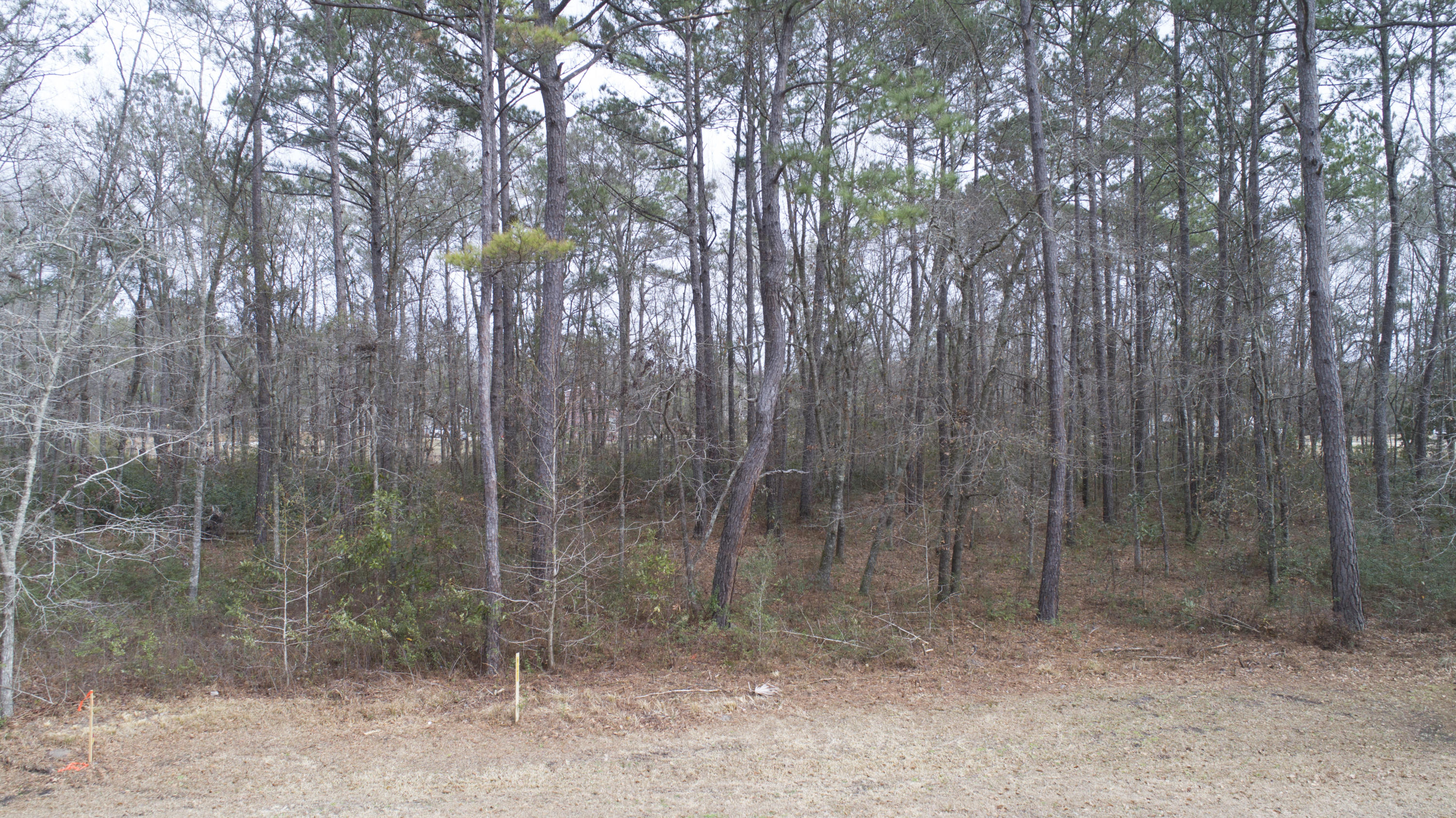 0 Old Jacksonboro Road Ravenel, SC 29470 - Photo 16 of 56 PepperGrassTrail_NoEdit_003