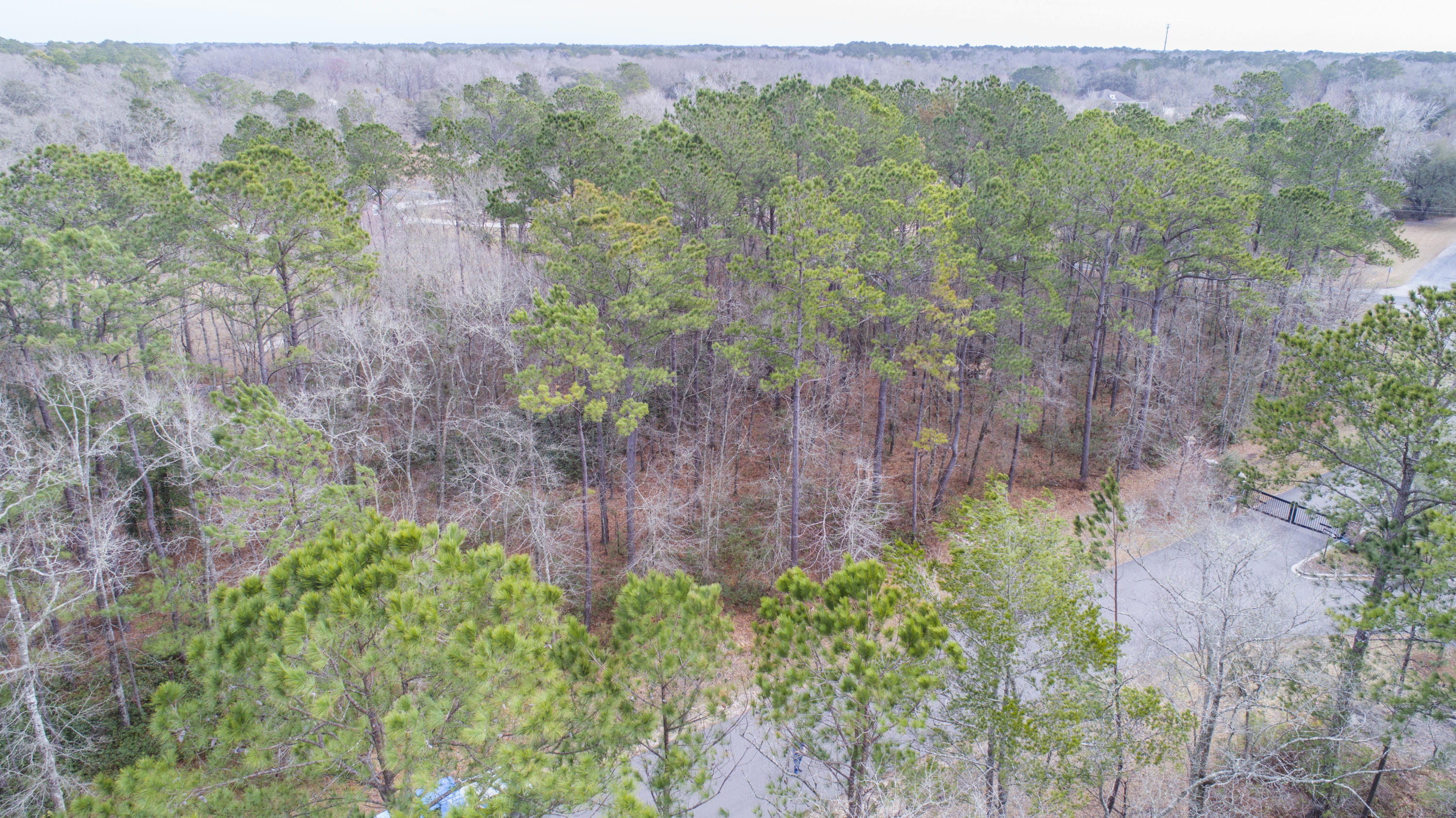 0 Old Jacksonboro Road Ravenel, SC 29470 - Photo 4 of 56 PepperGrassTrail_Edited_003