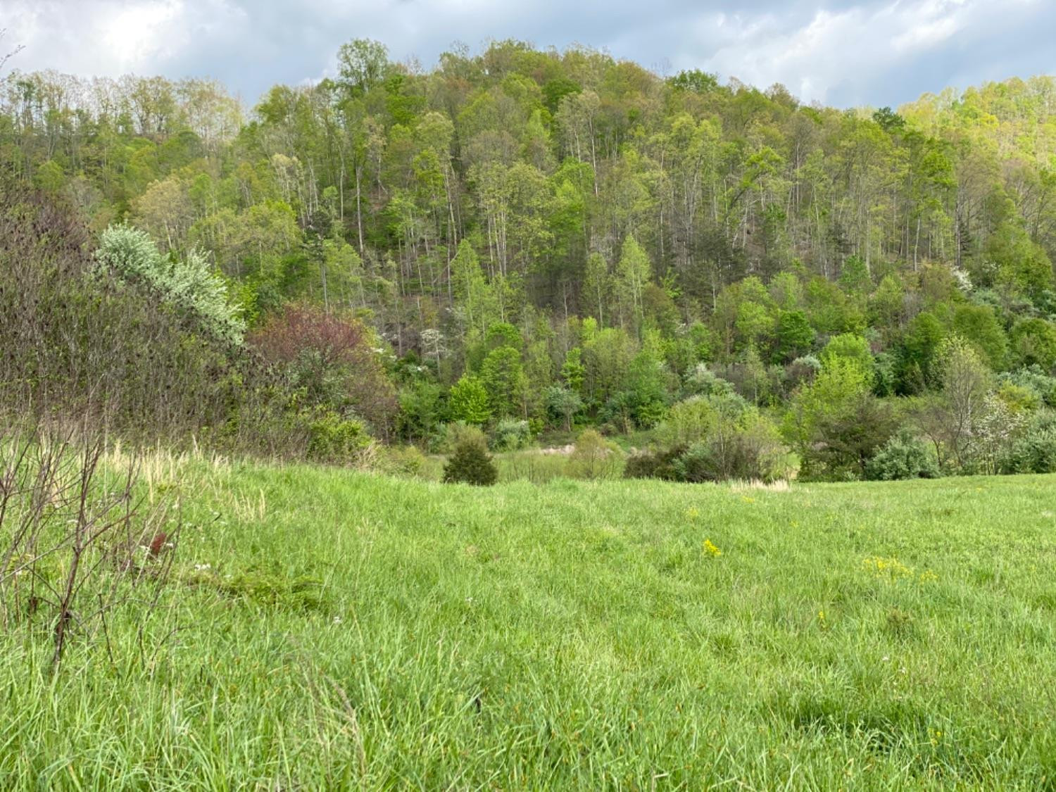 9999 Powell Branch Road Bimble, KY 40915 - Photo 2 of 15 Photo 2