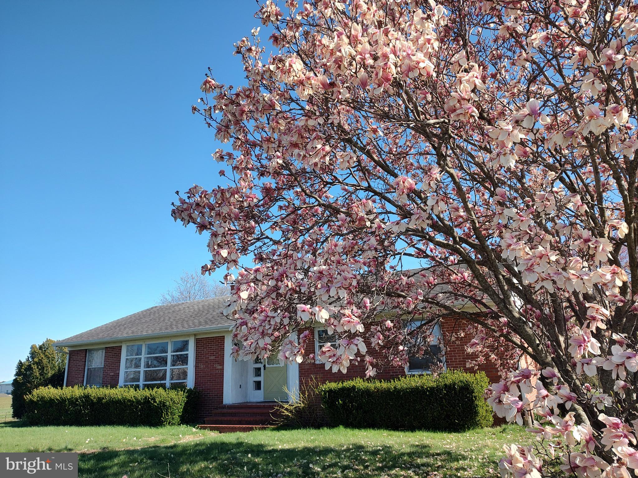 12397 Ridgely Road Ridgely, MD 21660 - Photo 2 of 62 Front in Spring, Tulip Magnolia