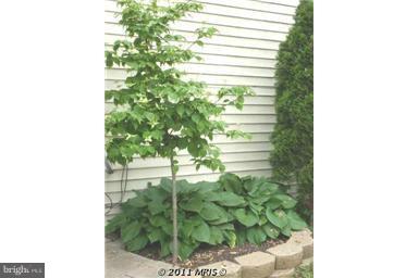 332 Royer Road Westminster, MD 21158 - Photo 15 of 25 Landscaping Detail - Dogwood