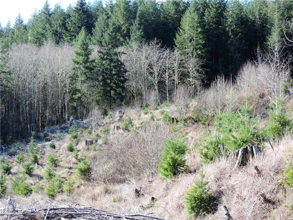 380 Schmidt Road Toledo, WA 98591 - Photo 12 of 23