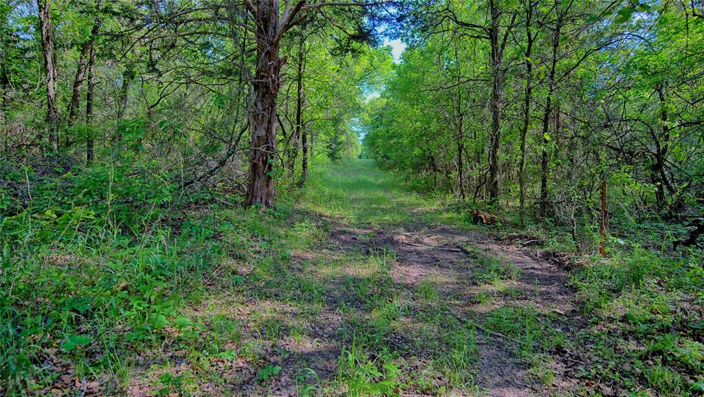 500 Starkey Ranch Road St. Jo, TX 76265 - Photo 11 of 16 a view of a lush green forest