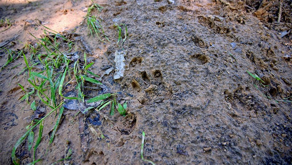 500 Starkey Ranch Road St. Jo, TX 76265 - Photo 5 of 16 a view of a plants near a garden