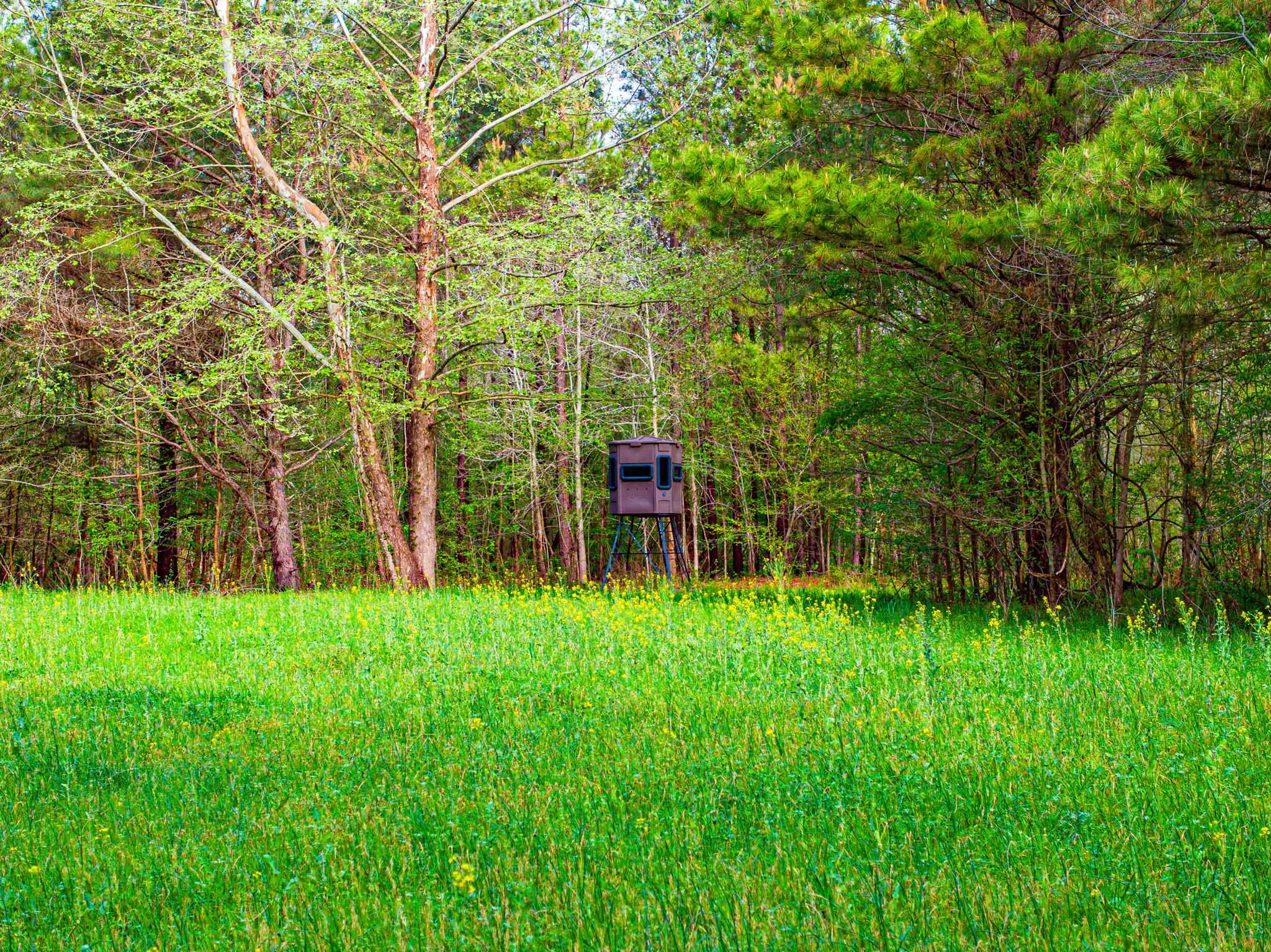 280 Fields Road Dukedom, TN 38226 - Photo 20 of 40 a view of a backyard with plants and large trees