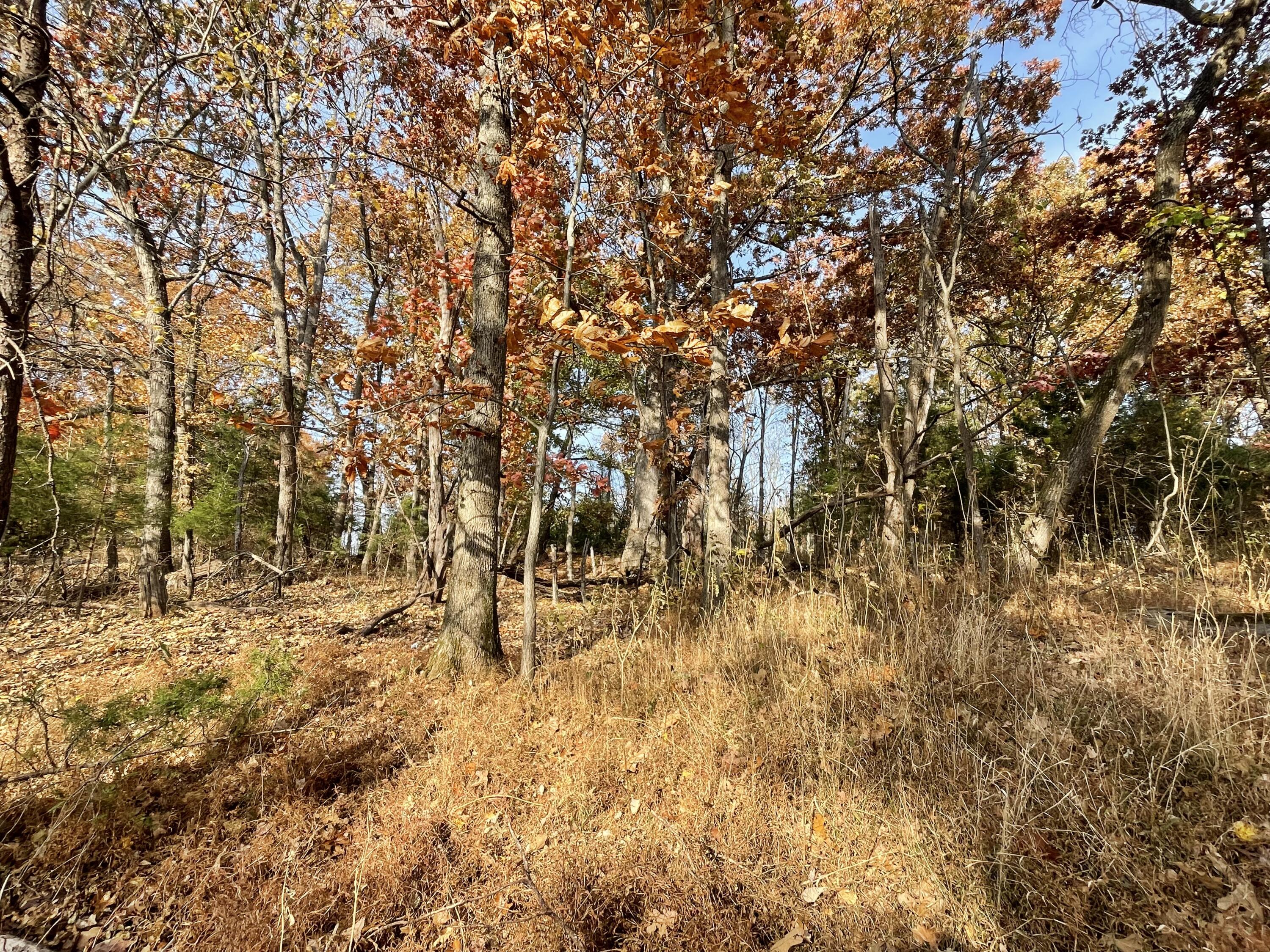 0 Five Forks Road Bedford, VA 24523 - Photo 3 of 11 a view of yard covered with snow