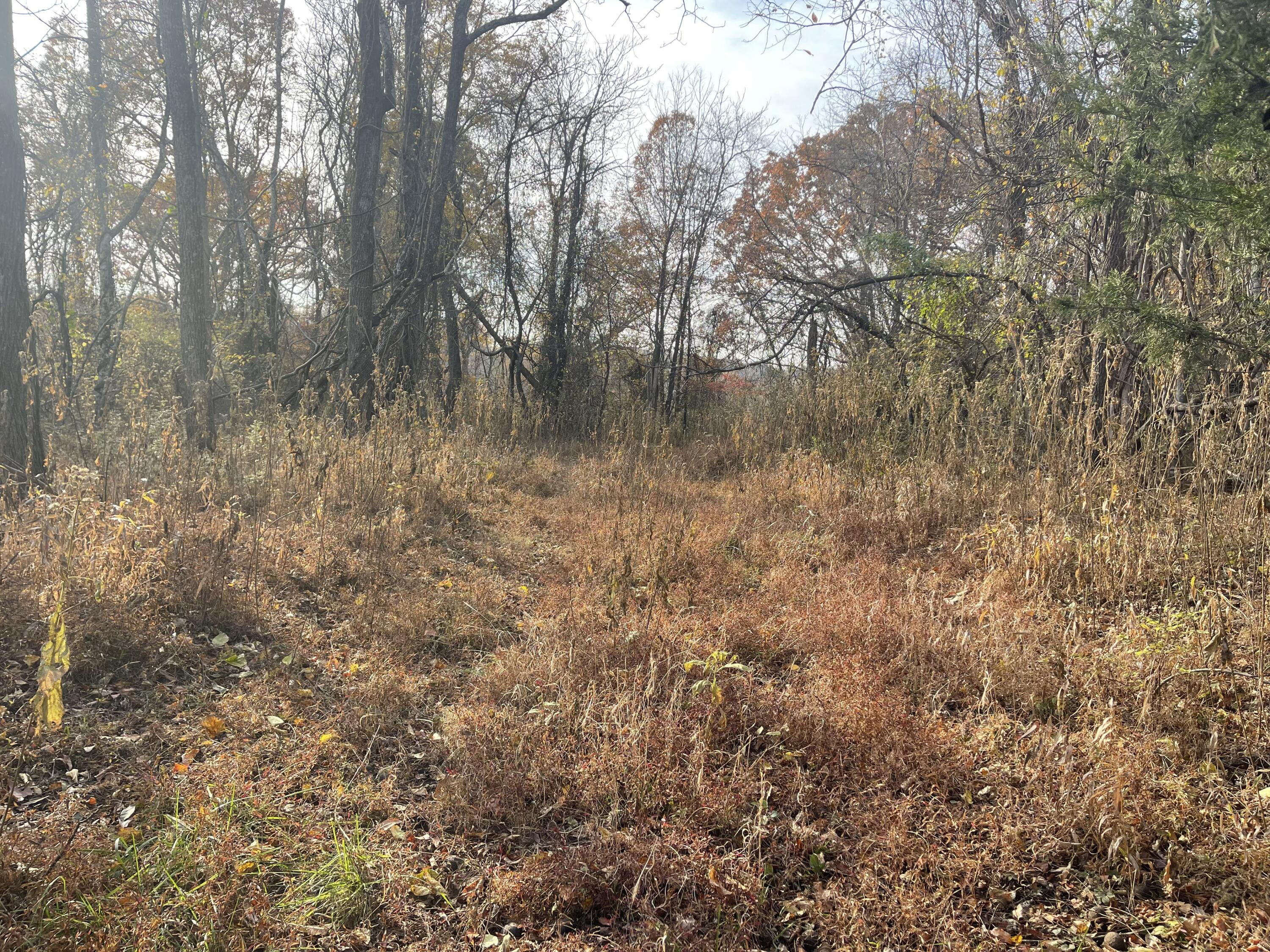 0 Five Forks Road Bedford, VA 24523 - Photo 4 of 11 a view of a forest with lots of trees