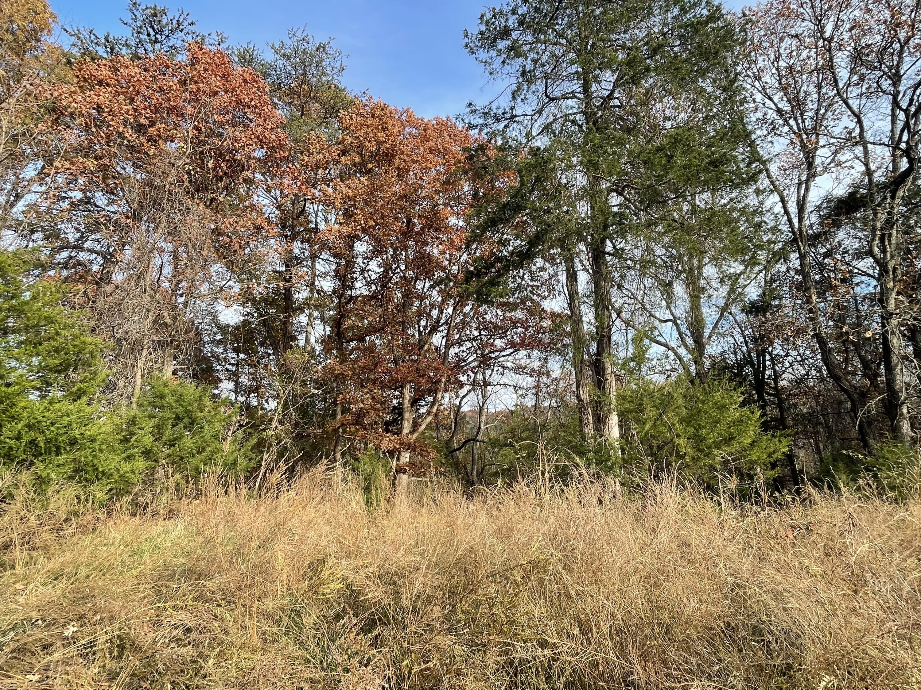 0 Five Forks Road Bedford, VA 24523 - Photo 9 of 11 a view of a yard