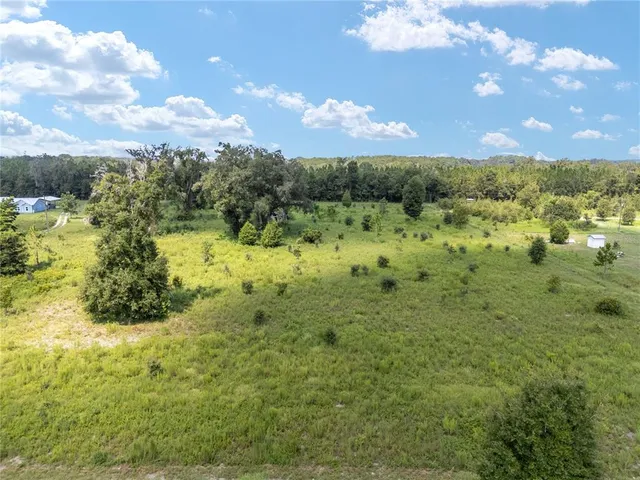 a view of a lush green forest with lots of trees