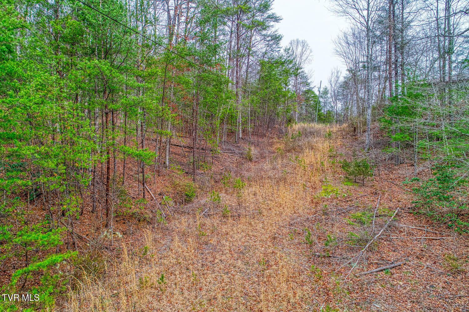 Tbd Stinnett Ridge Road Cosby, TN 37722 - Photo 4 of 24 Stinnett Ridge. Cosby MLSa (4 of 24)