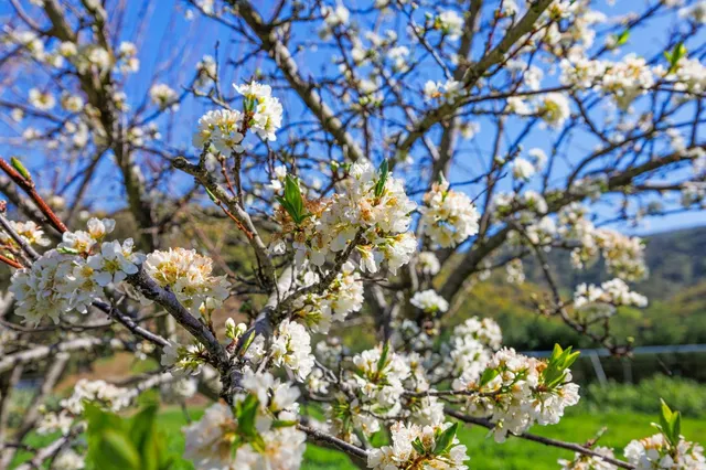 $2,950,000 | 4620 Casitas Pass Road, Ventura, CA 93001