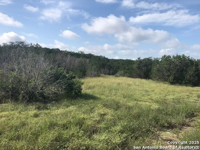 a view of a tree with a tree
