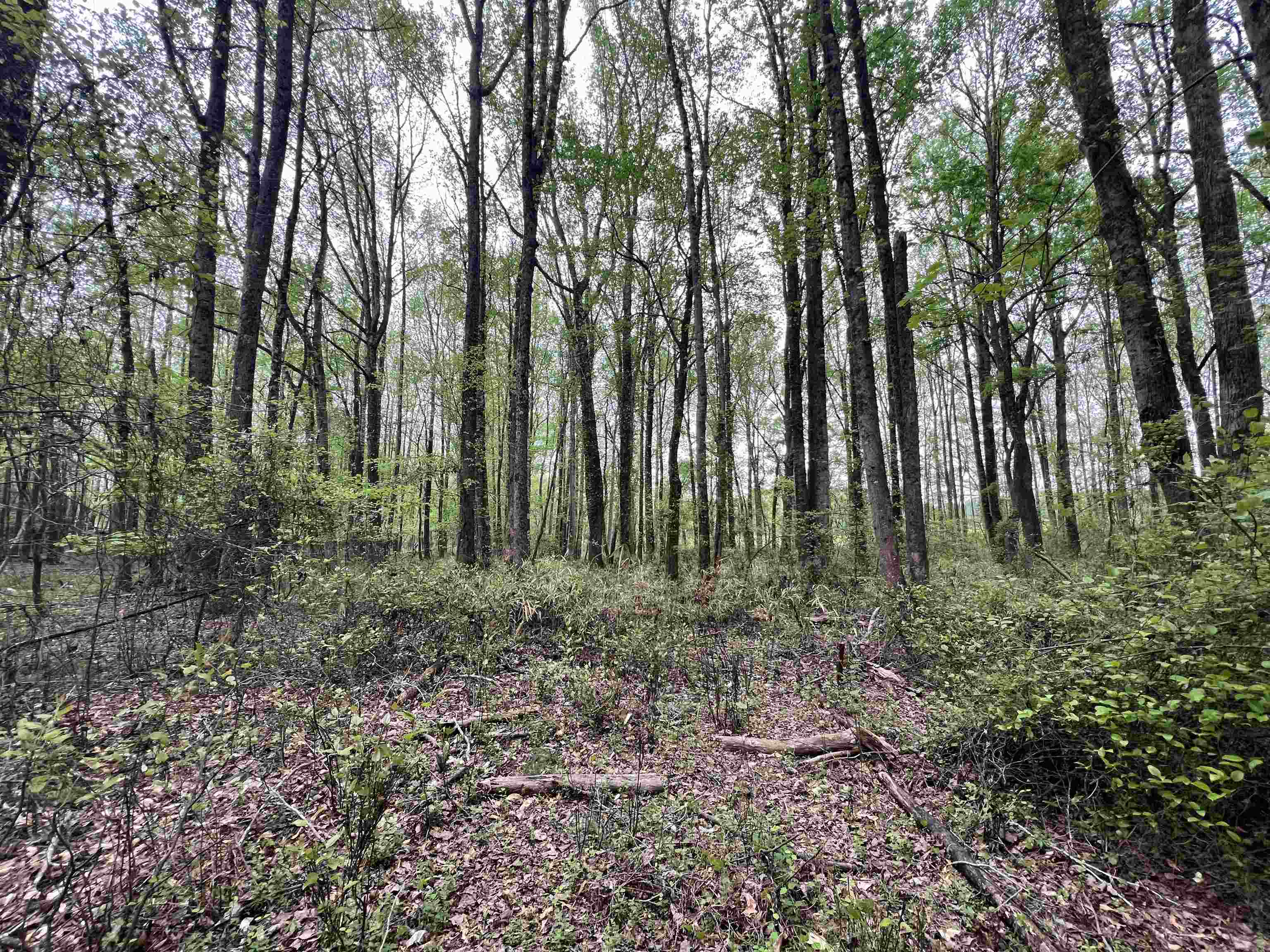 639 Settle Road Inman, SC 29349 - Photo 8 of 9