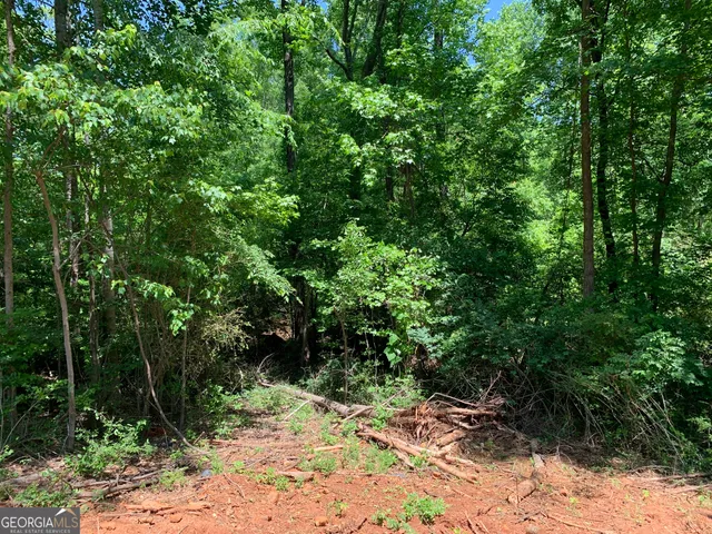 a view of a yard with plants and large trees