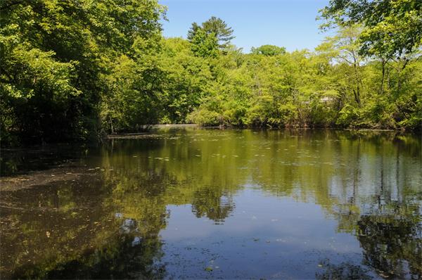 113 Cliff Road Wellesley, MA 02481 - Photo 18 of 25 a view of a lake view with a large tree